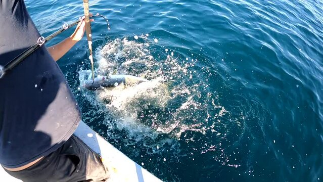 Angler gaffs yellowtail fish while rod is bent from weight of caught fish