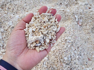 Tourist hands hold fragments of shells and coral that have been broken by the waves. Many non-living corals and shells wash up on the beach every day. Beautiful seashells washed up on the beach
