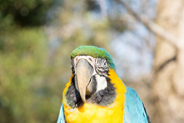 ルリコンゴウインコ