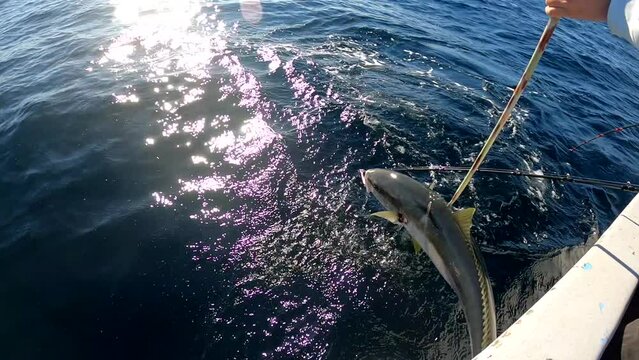 Gaffer readies to work with fisherman as yellowtail fish is brought onto boat