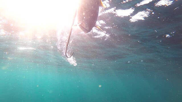 Dramatic yellowtail fish swims into aggressive gaff lifting it to surface