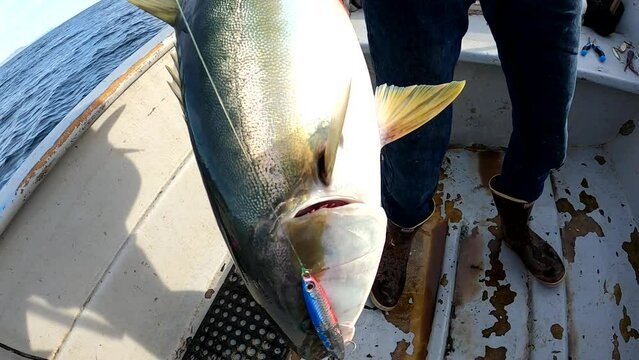 Fish caught on crankbait lure is held up by gaff on fishing boat