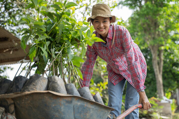 Farm girl bent over carrying tree seedlings using wheelbarrow on plantation