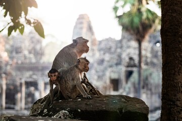 Monkeys in front of a temple