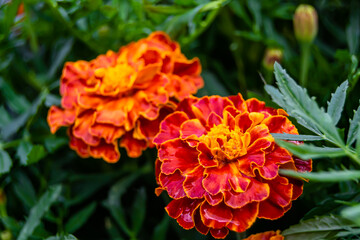 Fine wild growing flower marigold calendula on background meadow