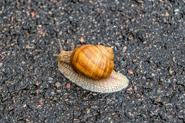 Big garden snail in shell crawling on wet road hurry home