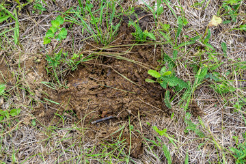 Photography on theme fresh cow dung lies on manure animal farm