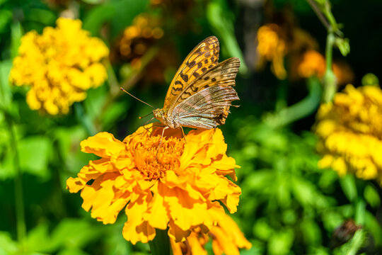 Beautiful flower butterfly monarch on background meadow