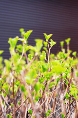 Green small leaves on the branches of a bush