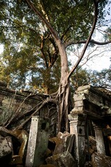 Powerful tree on the Ankor temple