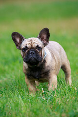 Dog breed french bulldog