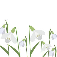 Background of snowdrops. The first spring flowers. Delicate snowdrop flowers for your design.Vector illustration.