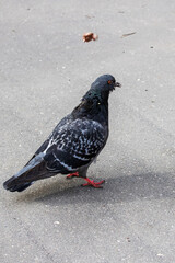 Gray dove on the pavement with shadow