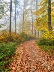 Walking trail full of fallen leaves in the Eltz forest during fall in Cochem-Zell district, Germany