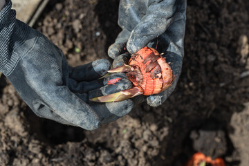 Obraz premium the hand plants bulbs of flowers in the soil