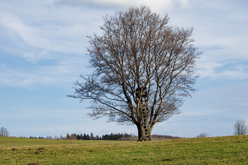 a tree without leaves with a hide for hunters on a green meadow under a blue sky
