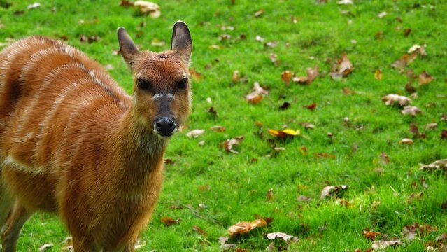 western sitatunga looks in different directions and wiggles his ears. slow motion