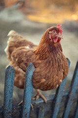 Photo of a domestic chicken on the fence.