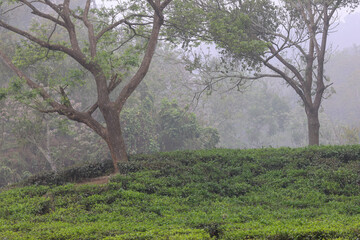 Fototapeta premium beautiful foggy morning over tea garden.this photo was taken from Chittagong,Bangladesh.