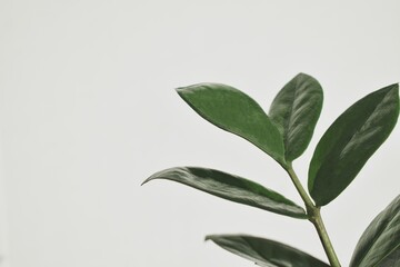 leaves on a wall