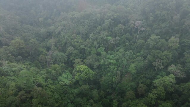 Cinematic scene of drone exiting clouds to reveal Rainforest Jungle Landscape Background Texture Cloudy Weather in Sumbawa island, Indonesia. Cinematic Drone 4k.