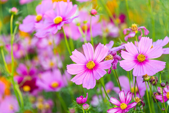 close up of pink cosmos flower