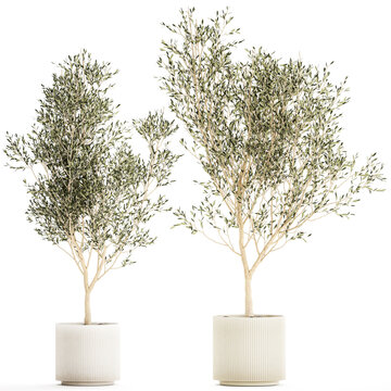 3D illustration Beautiful Olive Elaeagnus Trees in Flower Pot for Interior