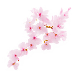 Pink natural fresh sakura foliage branch in bloom in Japanese garden on a calm morning - cherry blossom. generative AI