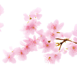 Fototapeta premium spring cherry blossom. generative AI