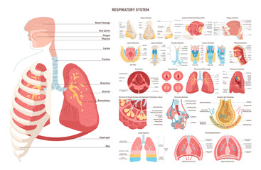 Human respiratory sytem set. Nose, trachea, lungs and alveoli. Respiratory