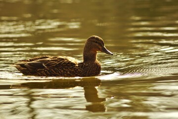 Großer Garten (Ente)