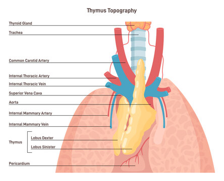 Thymus anatomy and blood supply. Primary lymphoid organ of the human