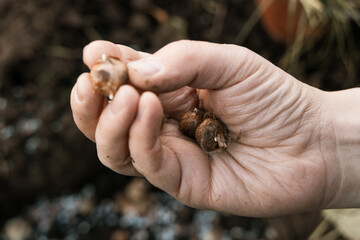 hand sadi in soil-soil flower bulbs. Hand holding a crocus bulb before planting in the ground