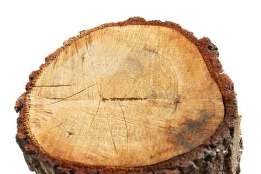 Wooden log stump in PNG isolated on transparent background