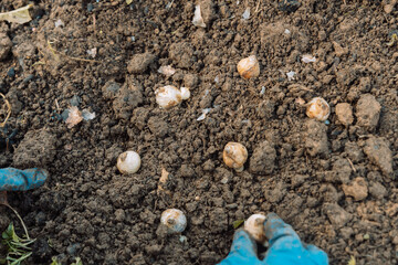 a hand holds a muscari bulb before planting in the ground