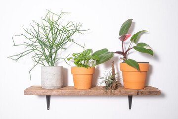 group of plants hanging on wall background for home decoretion