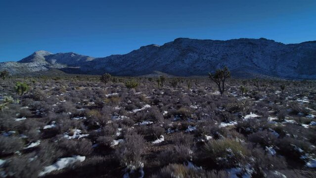 Snow in Mountains of California. Aerial view on cactus with snow during last winter days.