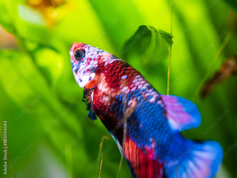 Wall mural A red, white and blue galaxy koi betta fish in front of green aquarium plants