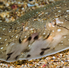 Undulate ray