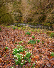 Snowdrops in River Derwent Gorge, formed by the meeting of two burns in the North Pennines and flows between the boundaries of Durham and Northumberland as a tributary of the River Tyne