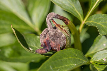 The gray rot on a peony bud