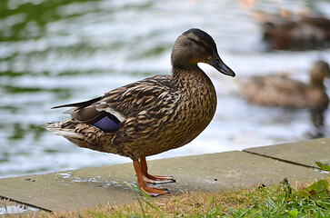 duck by the water