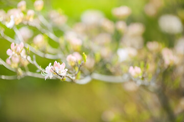 The plant Rhododendron Vasey