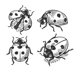 Ladybug Hand drawn insect set. © bioraven