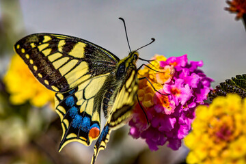 butterfly on flower