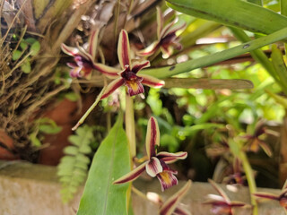 Cymbidium aloifolium, It is a kind of wild orchid. White petals and dark red. Choose a specific...