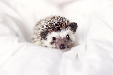 African pygmy hedgehog, pet crawling on a light white blanket © yana136