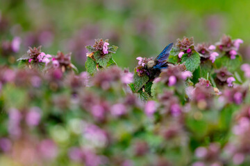The big blue carpenter bee