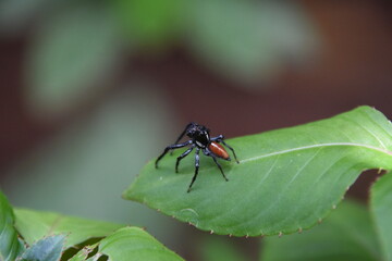 Naklejka premium tiny black and red jumping spider over a green leaf with bokeh background