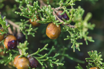acorns on a branch